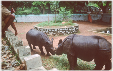 Rhinos rubbing noses.