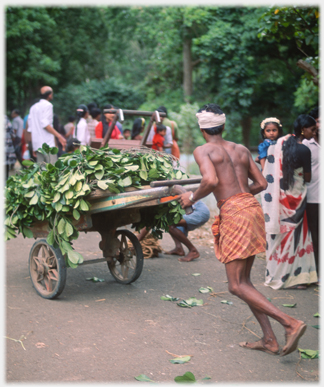 Man pushing cart with elephant food.