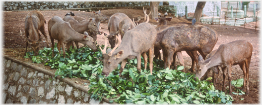 Deer with piles of leaves.