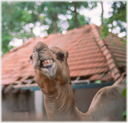 Camel grimacing.