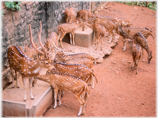 Deer in compound.