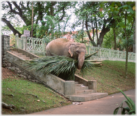 Elephant carrying palms.