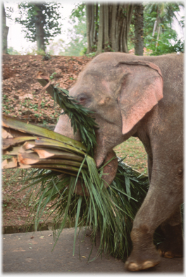 Elephant again carrying palms.