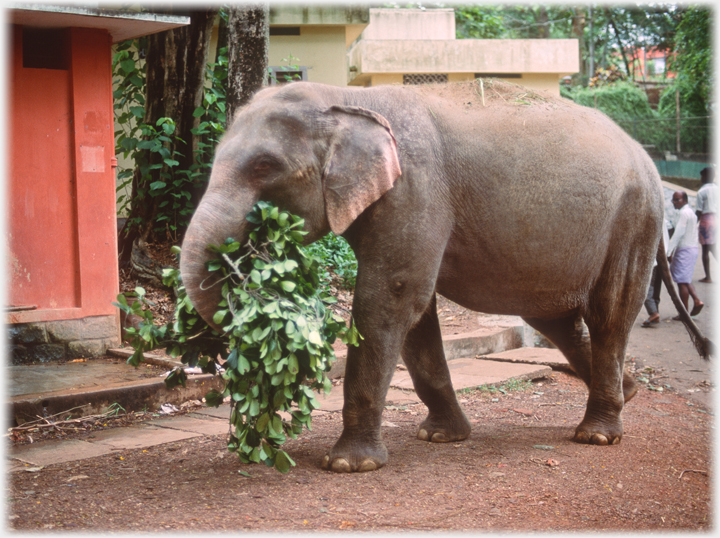 Elephant carrying its lunch.