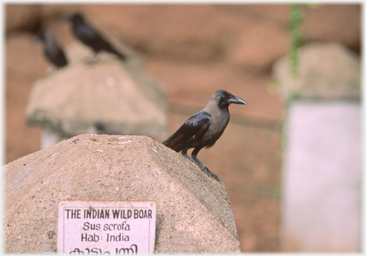 Crow with sign saying Indian Wild Boar.