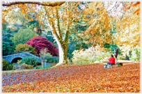 Autumn in Dawyck Gardens.