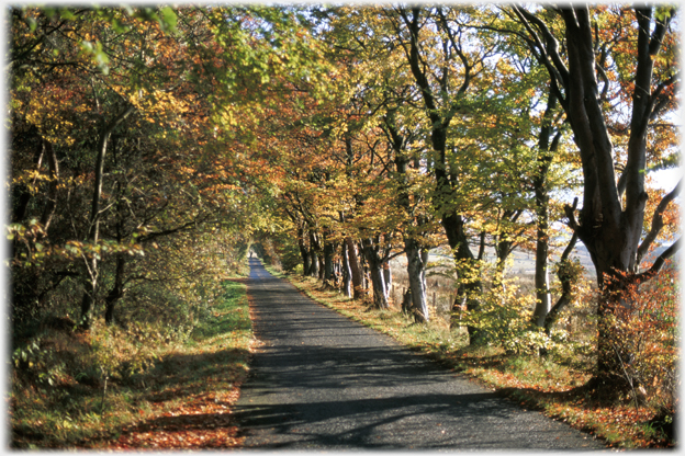 The road by Ratchell in Autumn.