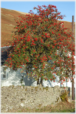 Rowan with berries.