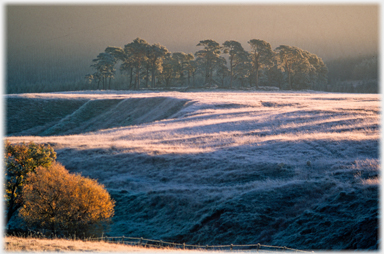 Frost on the grass.