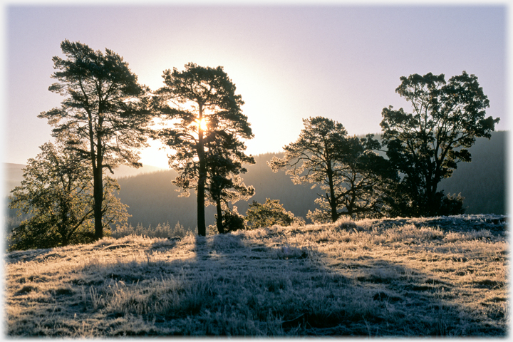 Pines at tweedmuir in the morning frost.