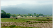 Thanh Cong villages amongst its trees.