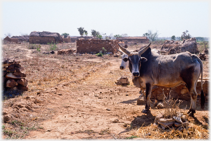 Long horned cattle in dry village.