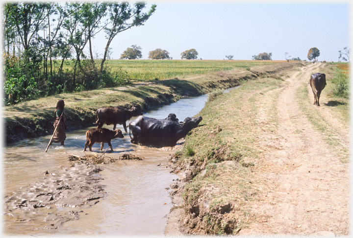 Woman with buffalo.