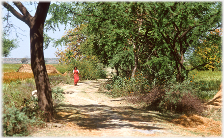 Path to fields with woman.