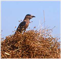 Bird on plants.