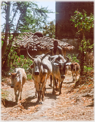 Long horned cattle.