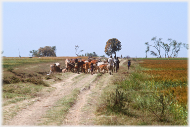 People herding cattle.