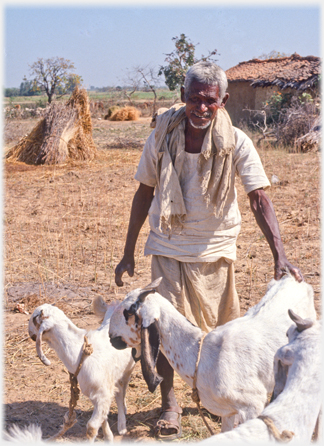 Man with goats.