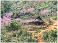 Village house in north eastern Laos.