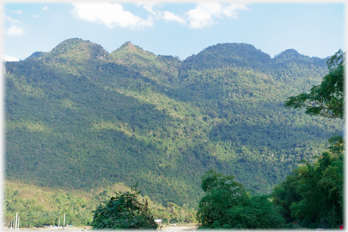 Hillside covered in trees.