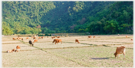 Several dozen cattle grazing in large flat area.