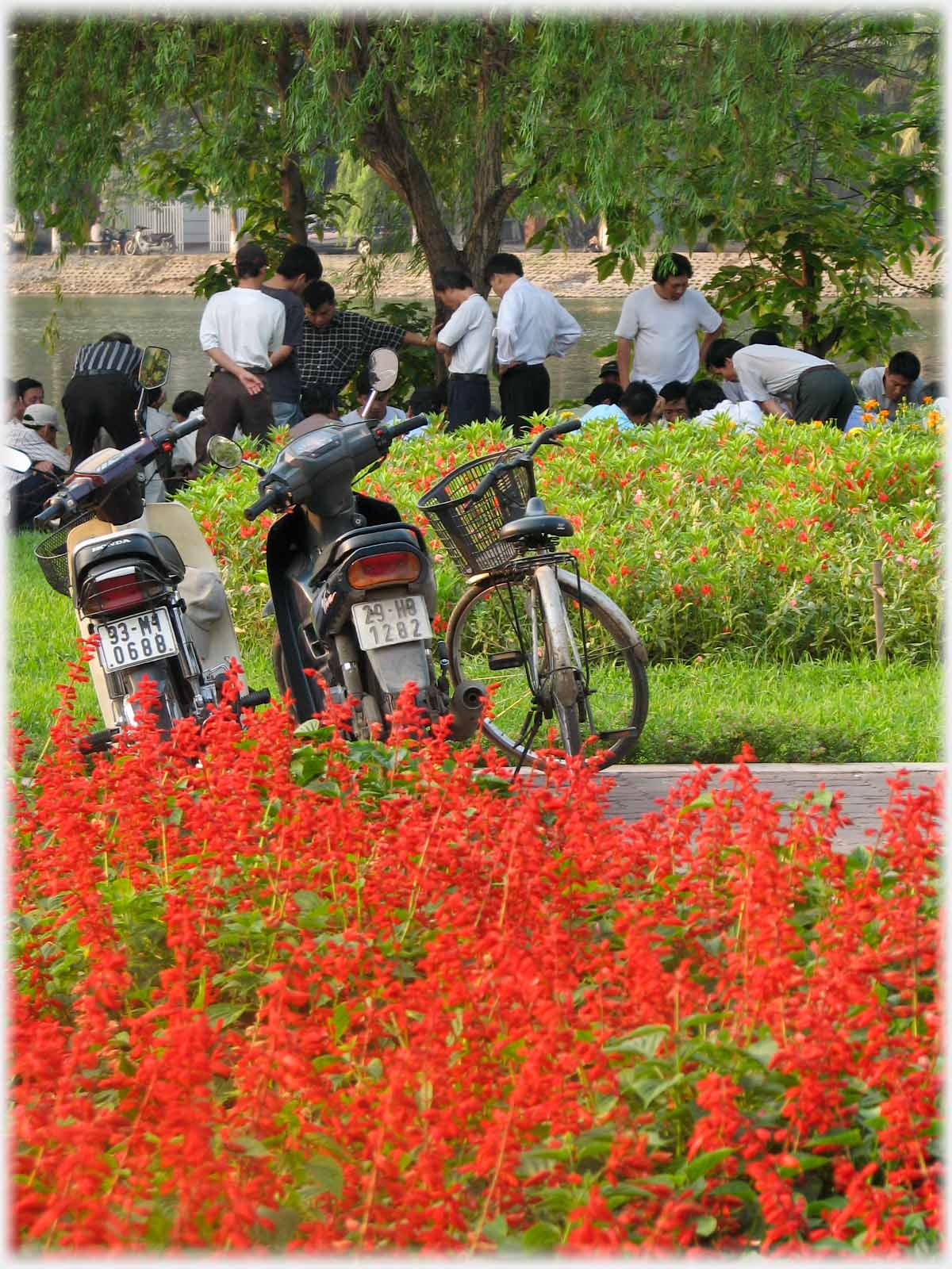 Flower border with parked bikes and people beyond.