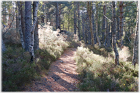 Forest path with backlit shrubs.