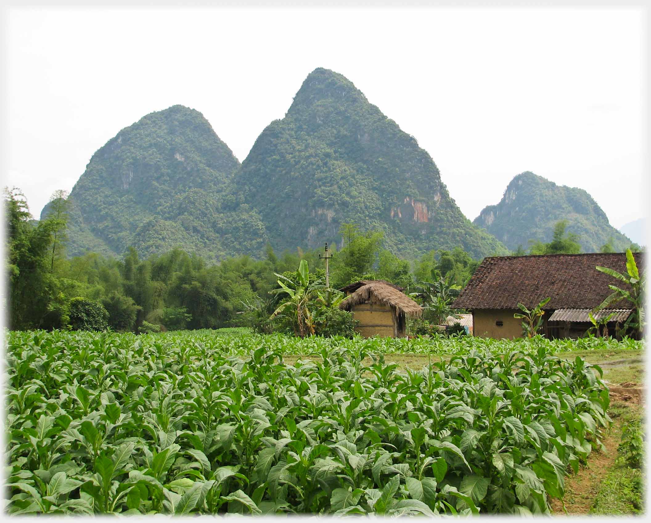 Filed of tobacco plants, karsts in background.