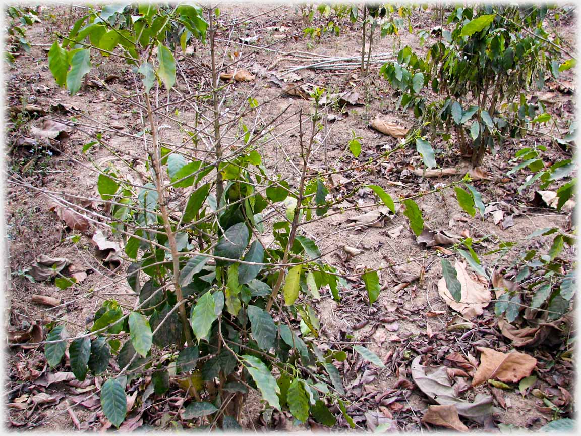 Coffee shrub in winter.