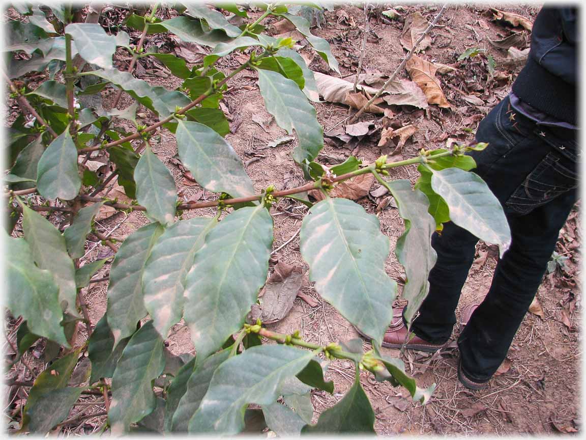 Leaves of coffee plant.