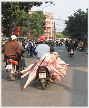 Three gutted pig carcases on the back of a bike