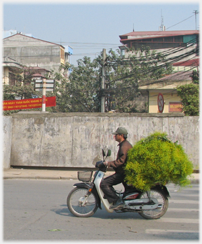 Large bundle of greens on a bike.