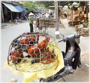 Hens in a wire coop.