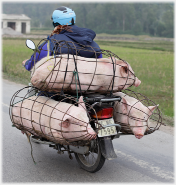 Three pigs on the back of a bike in tight metal cages.