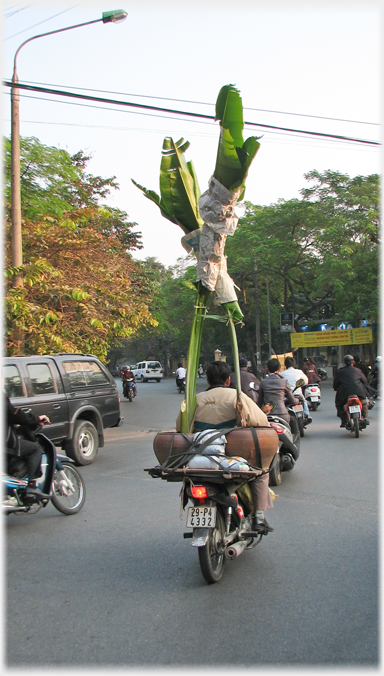 Bike in traffic with furled banana trees.