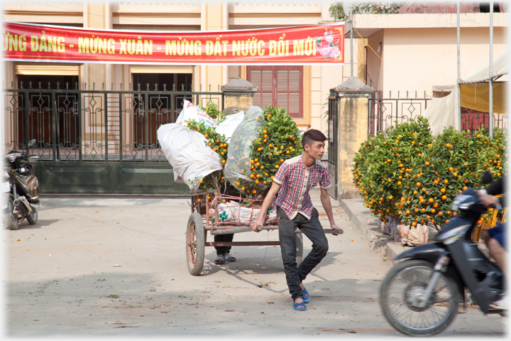 Man pulling cart loaded with trees in fruit waiting for traffic to clear.