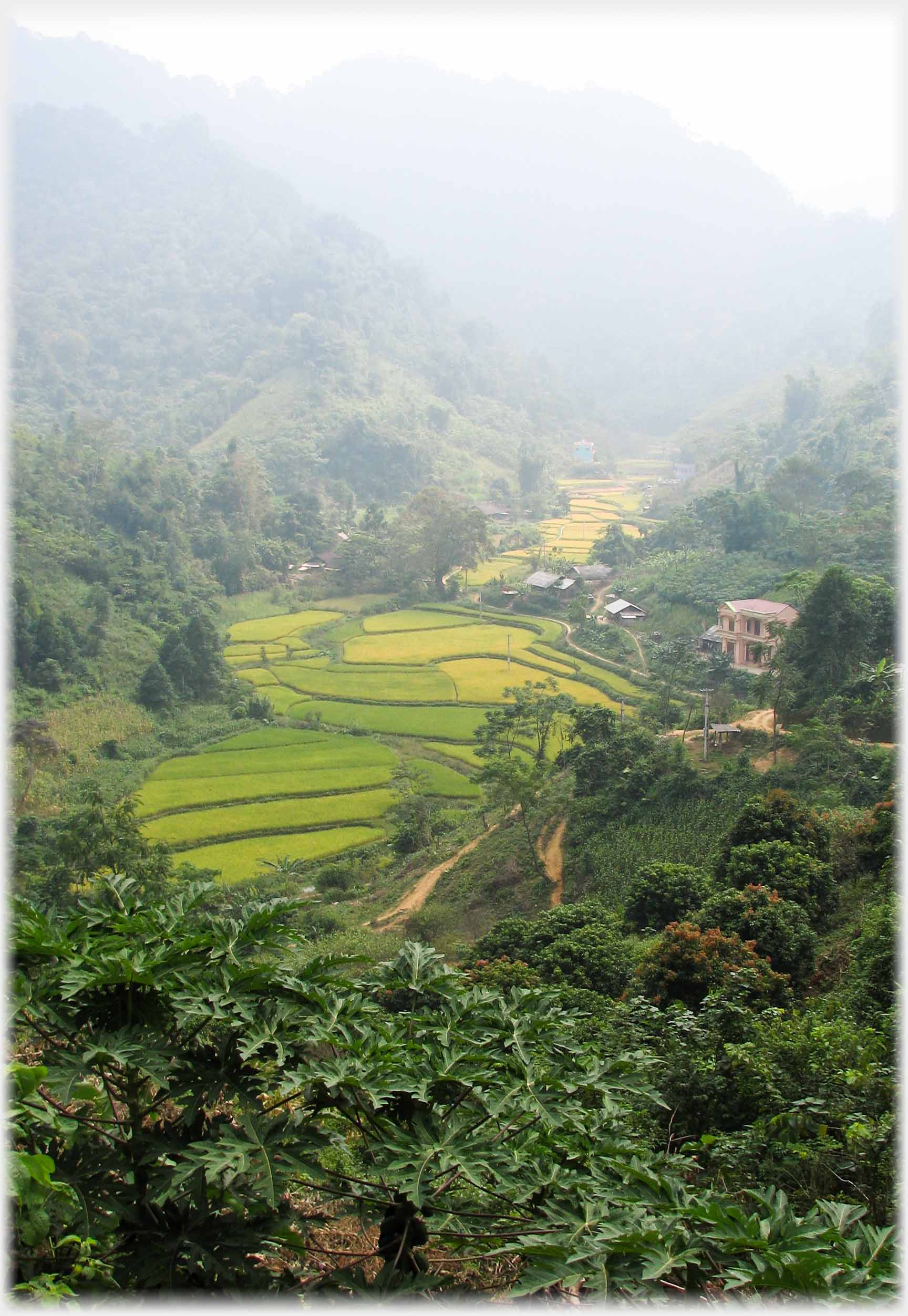 Looking down into a valley of  fields, from above trees.
