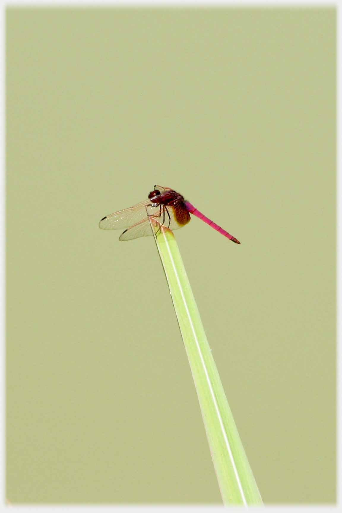 Red long tailed insect on blade of grass, wings folded forward.
