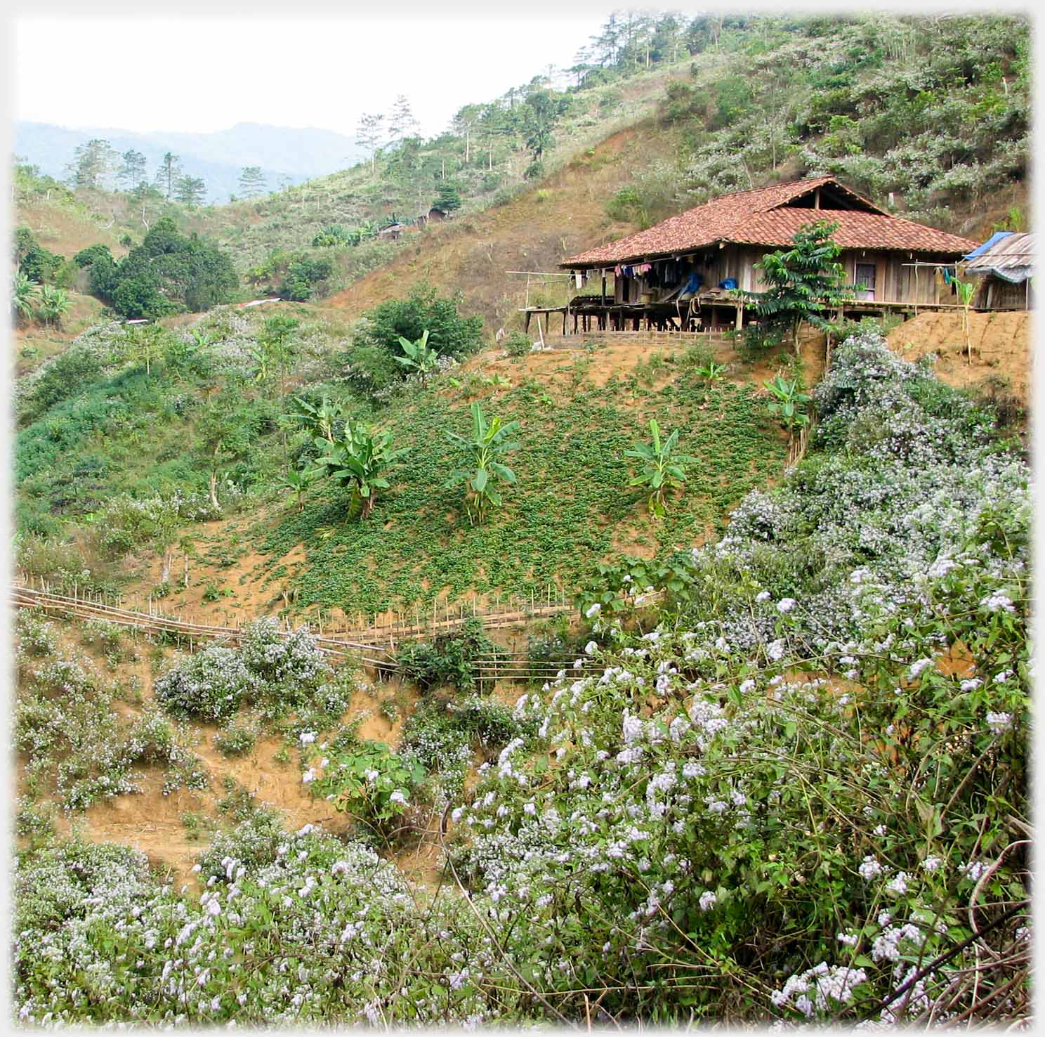 Large Thai-style house on hillside.