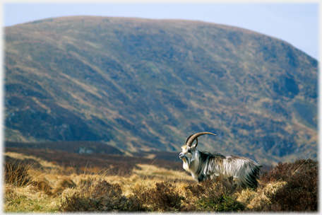 Goat and White Coomb.