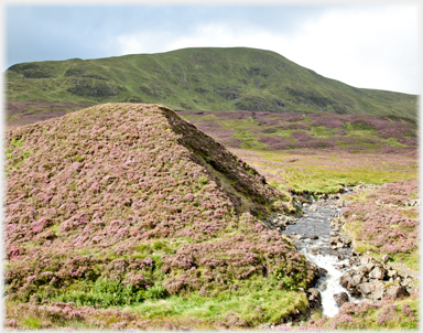 Tail Burn and heather.