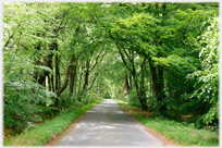 Road running through avenue of beech trees.