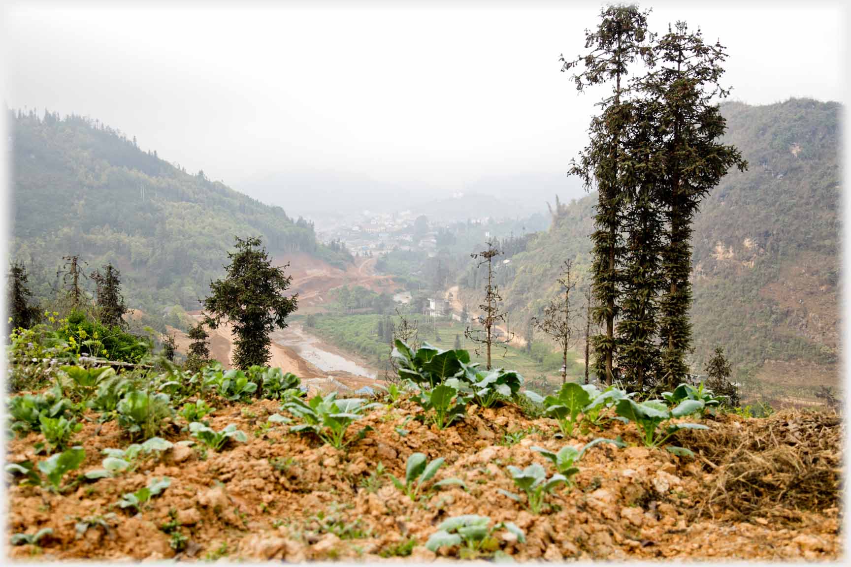 Soil turned over with cabbage like vegetables, vertical trees.