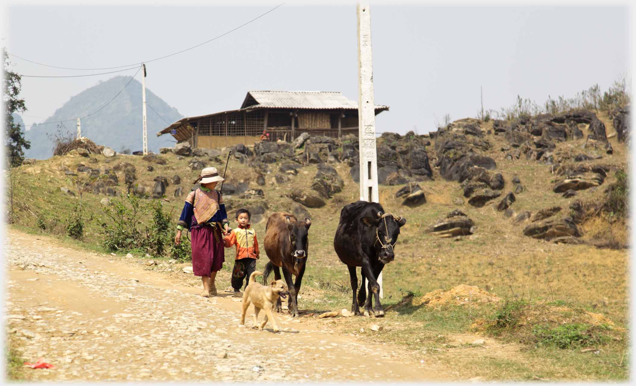 Woman holding hand of child walking behind two ox and dog.