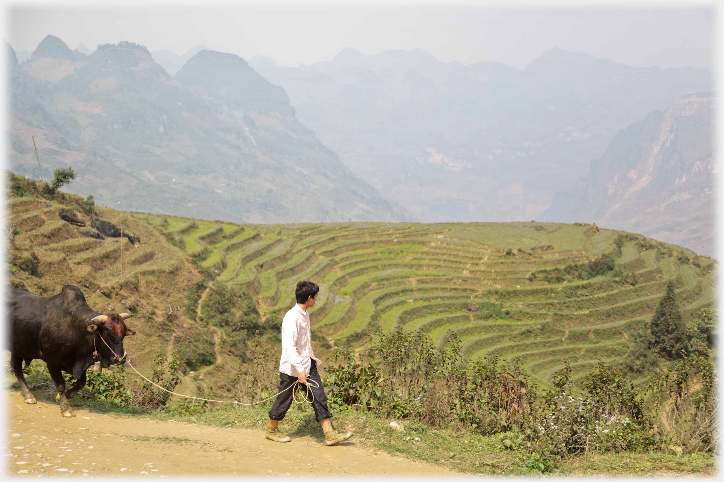 Man leading ox, looking out over terracing and mountains beyond.