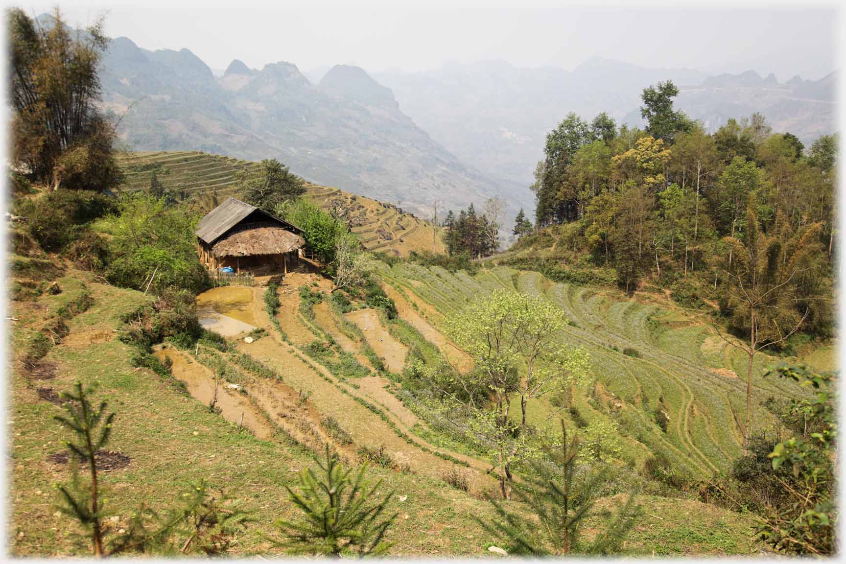 House with fields and some woods providing shelter.