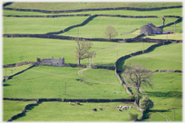 Fields with dykes, house, ruin, cows and trees.