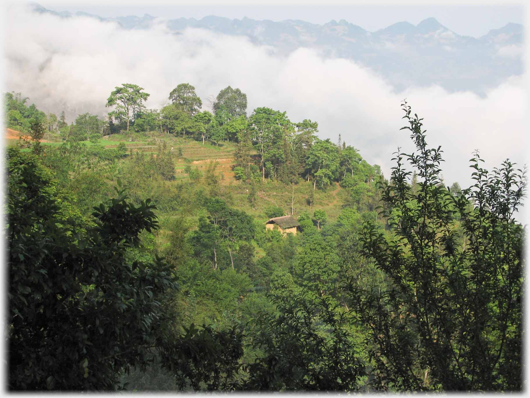 Hut among trees mist beyond.