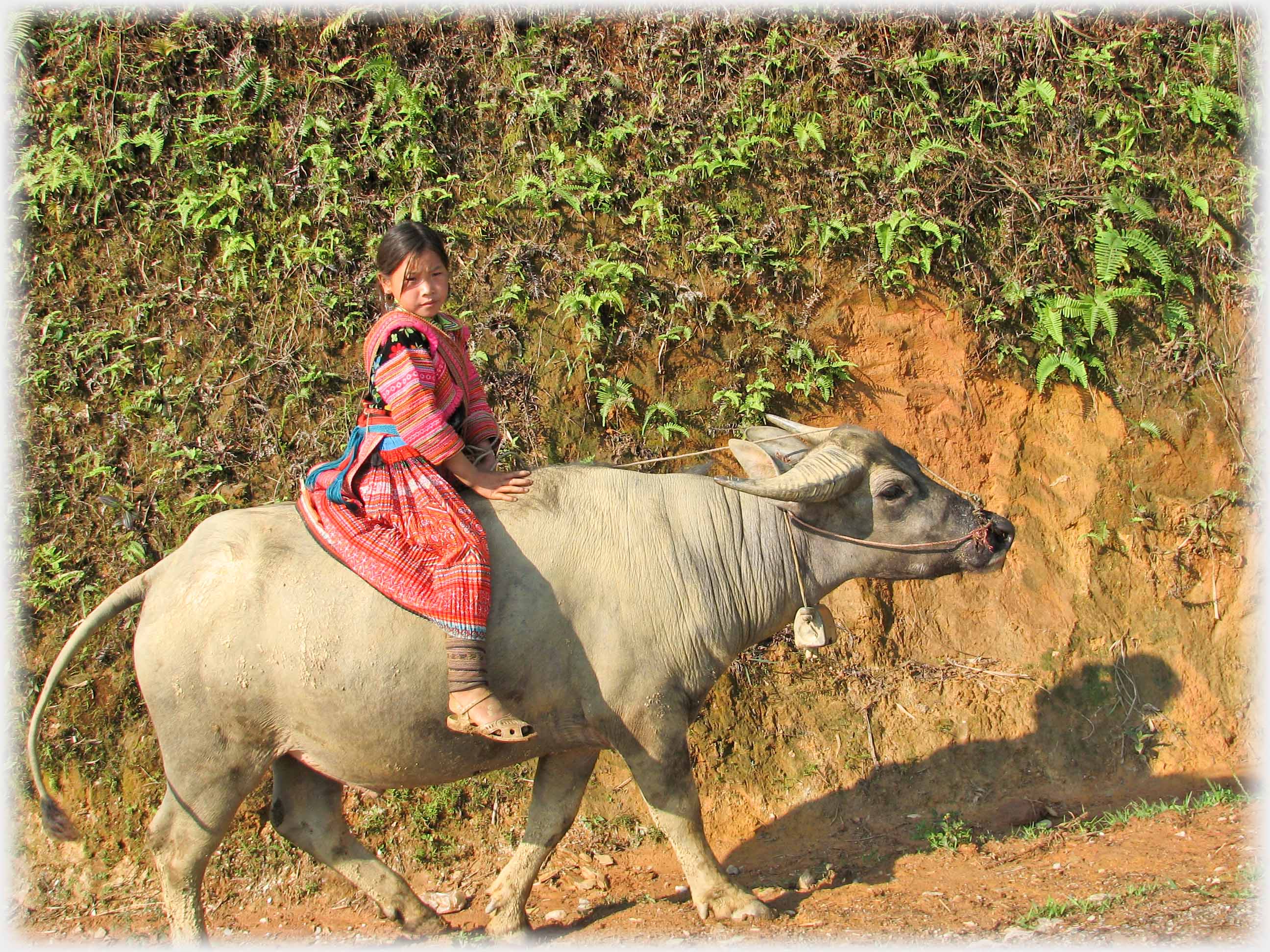 Hmong girl on back of a buffalo.