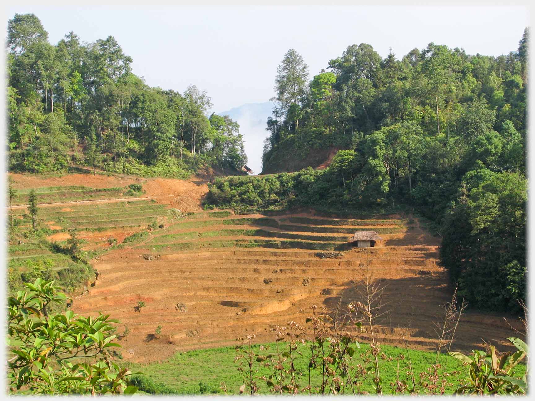 Curve of terraces with woods above.